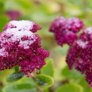 Sedum ‘Ruby Glow’ – Hylotelephium – Stonecrop – get a quote
