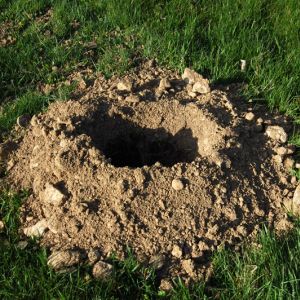 Buy Animal Garden Critters Plants