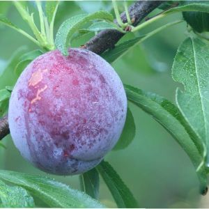Plum – Plum tree get a quote