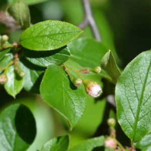 Cotoneaster acutifolius – Peking cotoneaster – get a quote
