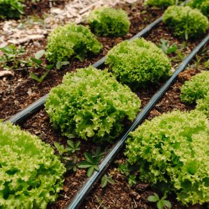 Benefits of Drip Irrigation get a quote
