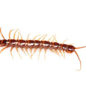 Stone Centipedes – Lithobiomorpha order get a quote