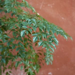 China Doll – Radermachera sinica get a quote
