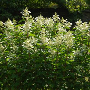 Hydrangea paniculata ‘Grandiflora’ – PeeGee Hydrangea – Panicle Hydrangea – get a quote