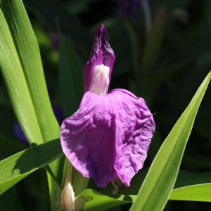 Roscoea auriculata – get a quote