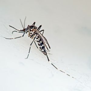 Asian Tiger Mosquito – Stegomyia albopicta get a quote