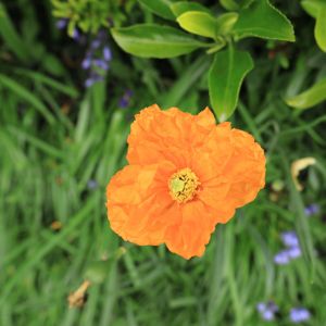 Meconopsis cambrica var. aurantiaca – Welsh Poppy get a quote