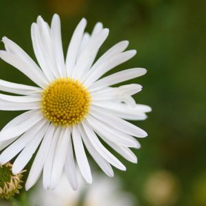 Boltonia asteroides var. latisquana – Boltonia latisquama – False Chamomile – get a quote