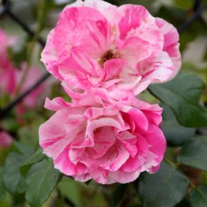 Rosa ‘Berries ‘n Cream’ – Rose ‘Calypso’ – Rose ‘Climbing Berries ‘n Cream’ – get a quote