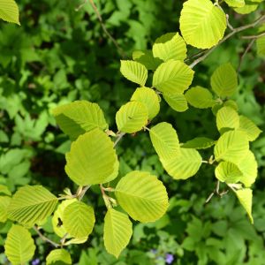 Alnus incana ‘Aurea’ – Gray Alder – Alder get a quote