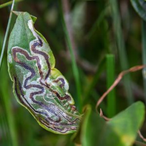 Buy Leafminers Plants