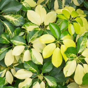 Arboricola Gold Capella Bush get a quote