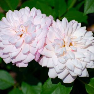 Rosa ‘Gruss an Aachen’ – Rose ‘Gruss an Aachen’ get a quote