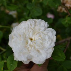 Rosa ‘Mme. Legras de St. Germain’ – Rose ‘Mme. Legras de St. Germain’ get a quote