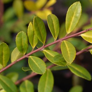 Ilex crenata ‘Golden Gem’ – Japanese Holly – Holly – get a quote