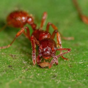 European Fire Ant – Myrmica rubra Linnaeus get a quote