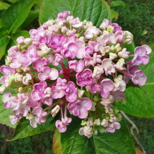 Hydrangea macrophylla ‘Ayesha’ – Bigleaf Hydrangea – Garden Hydrangea – Florist’s Hydrangea – get a quote