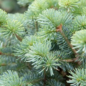 Abies lasiocarpa – Alpine Fir – Subalpine Fir – Rocky Mountain Fir – Corkbark Fir – get a quote