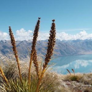 Aciphylla colensoi – Wild Spaniard – Bayonet plant – Speargrass – Spaniard – get a quote
