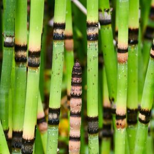 Equisetum hyemale – Rough Horsetail – Horsetail – Scour Rush – get a quote