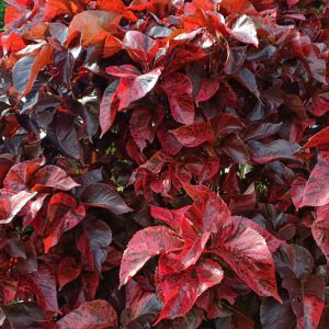 Acalypha wilkesiana ‘Ceylon’ – Fijian Fire Plant – Cooper Leaf – Fire Dragon – Jacob’s Coat – Match-me-if-you-can – get a quote