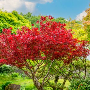 Top 10 Red Leaves Plants get a quote