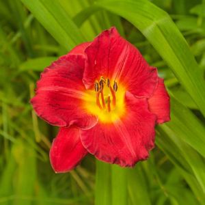 Hemerocallis ‘Siloam Paul Watts’- Daylily ‘Siloam Paul Watts’ get a quote