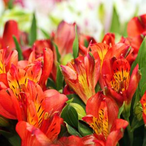 Alstroemeria ‘Sonata’ – Peruvian lily get a quote