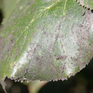 Sooty Mold get a quote