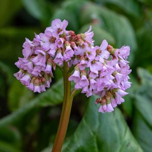 Bergenia crassifolia var. pacifica – Siberian Tea – Megasea – Elephant’s Ears – Pigsquek – get a quote