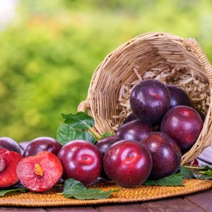 Growing Plums get a quote
