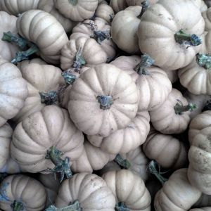 Valenciano Pumpkin get a quote