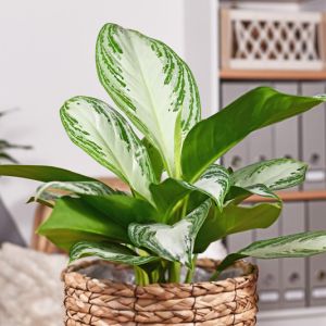 Aglaonema Silver Bay – Commutatum – get a quote