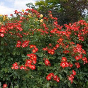 Rosa ‘Eye Paint’ – Rose ‘Tapis Persan’ – Rose ‘Eye Paint’ – Rosa ‘Tapis Persan’ get a quote