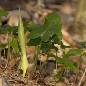 Arum maculatum – Cuckoo-pint – Jack-in-the-pulpit – Lords and Ladies get a quote