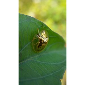 Golden Tortoise Beetle – Charidotella bicolor – Mottled Tortoise Beetle – Deloyala guttata – Striped Tortoise Beetle – Agrioconota bivittata- Black-legged Tortoise Beetle – Jonthonota nigripes – Argus Tortoise Beetle – Chelymorpha cassidea get a quote