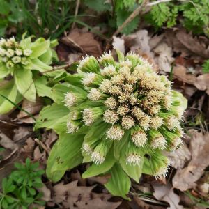 Petasites japonicus – Fuki – Butterbur – Sweet Coltsfoot – get a quote