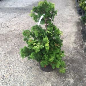 Chamaecyparis obt. ‘Confucius’ – Hinoki – False Cypress – get a quote