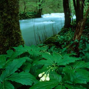 Cardamine enneaphyllos – Dentaria ennaphyllos – Bittercress – get a quote