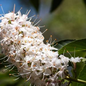 Aesculus californica ‘ California Buckeye ‘ Buckeye ‘ Horse Chestnut get a quote