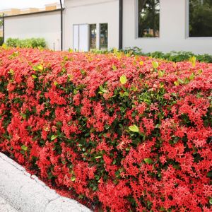 Scented flowering privacy hedges get a quote