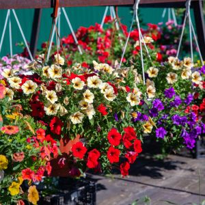Introduction to Annuals and Biennials get a quote