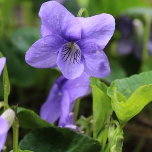 Viola sororia – Viola papilionacea – Woolly Blue Violet – get a quote