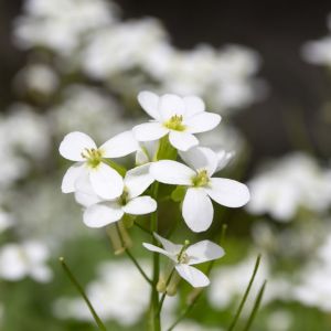 Arabis bryoides – Rock Cres get a quote