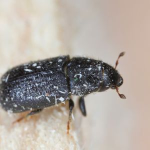 Pine Shoot Beetle – Tomicus piniperda get a quote