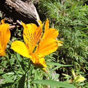 Alstroemeria aurea – Alstroemeria aurantiaca – Peruvian lily get a quote