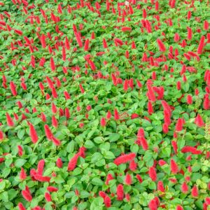 Acalypha reptans – Red Cat-Tails – get a quote