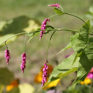 Persicaria orientale – Polygonum orientale – ‘Kiss-me-over-the-garden-gate’ – ‘Prince’s feather’ – ‘Princess Feather’ – Aconogonon – Bistorta – Polygonum – Tovara – Fleeceflower – Knotweed get a quote