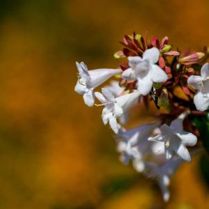 Abelia x grand. ‘Prostrata’ – Prostrate White Abelia – get a quote