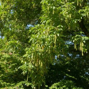 Pterocarya x rehderiana – Wingnut – get a quote